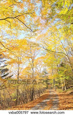 Autumn leaves View Large Photo Image Stock Photo - Autumn leaves. Fotosearch