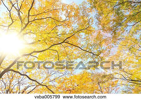 Autumn leaves View Large Photo Image Stock Photo - Autumn leaves. Fotosearch