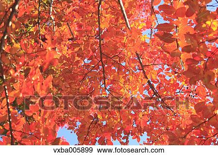 Autumn leaves View Large Photo Image Stock Photo - Autumn leaves. Fotosearch