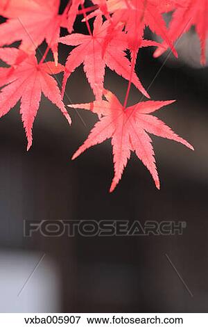 Autumn leaves View Large Photo Image Stock Photo - Autumn leaves. Fotosearch