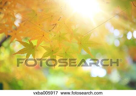 Stock Photo - Autumn leaves. Fotosearch
