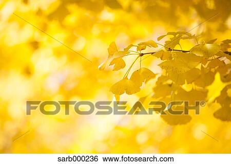Autumn leaves View Large Photo Image Stock Photograph - Autumn leaves. Fotosearch