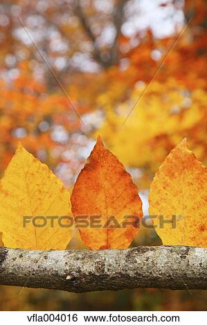 Stock Photograph - Autumn leaves. Fotosearch