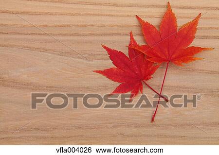 Stock Photograph - Autumn leaves. Fotosearch