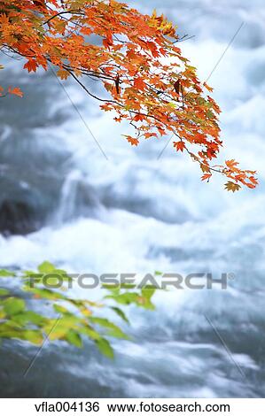 Stock Photograph - Autumn leaves. Fotosearch