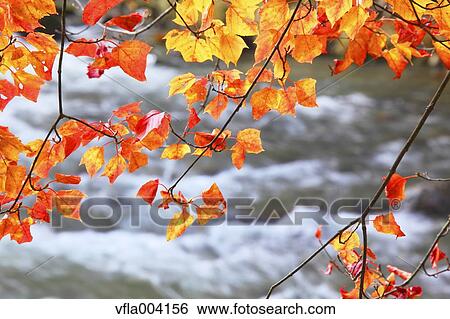 Autumn leaves View Large Photo Image Stock Photograph - Autumn leaves. Fotosearch