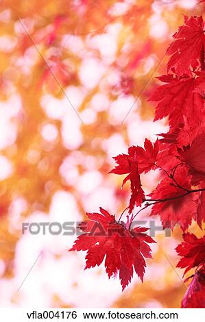 Autumn leaves View Large Photo Image Stock Photograph - Autumn leaves. Fotosearch