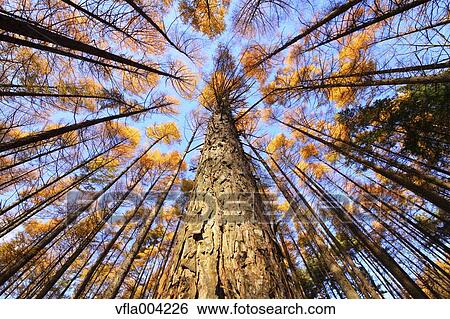 Stock Photograph - Autumn leaves. Fotosearch