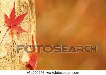 Autumn leaves View Large Photo Image Stock Photograph - Autumn leaves. Fotosearch