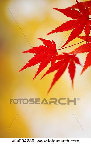 Stock Photograph - Autumn leaves. Fotosearch