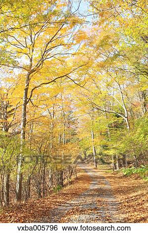Autumn leaves View Large Photo Image Stock Photograph - Autumn leaves. Fotosearch
