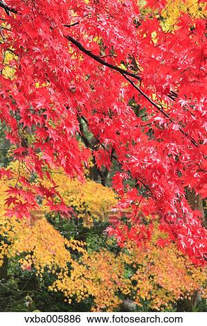 Stock Photograph - Autumn leaves. Fotosearch
