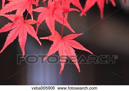 Stock Photograph - Autumn leaves. Fotosearch