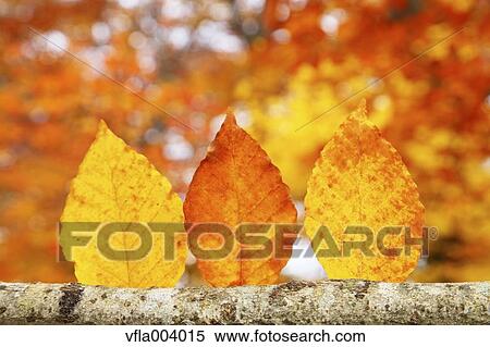 Autumn leaves View Large Photo Image Stock Photography - Autumn leaves. Fotosearch