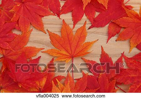 Autumn leaves View Large Photo Image Stock Photography - Autumn leaves. Fotosearch