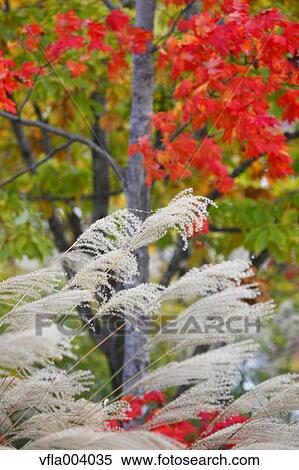 Autumn leaves View Large Photo Image Stock Photography - Autumn leaves. Fotosearch