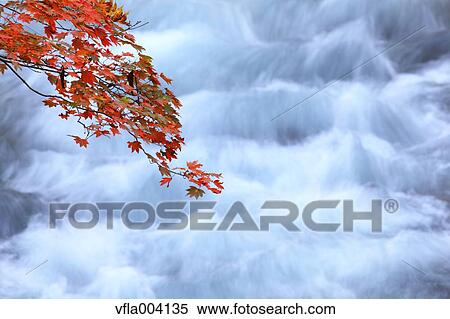 Stock Photography - Autumn leaves. Fotosearch