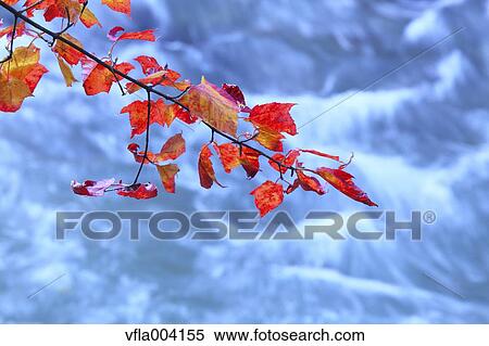 Stock Photography - Autumn leaves. Fotosearch