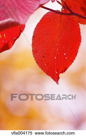 Autumn leaves View Large Photo Image Stock Photography - Autumn leaves. Fotosearch