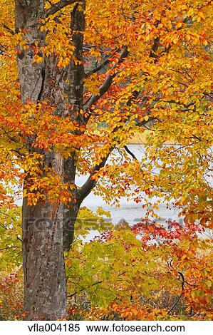 Autumn leaves View Large Photo Image Stock Photography - Autumn leaves. Fotosearch