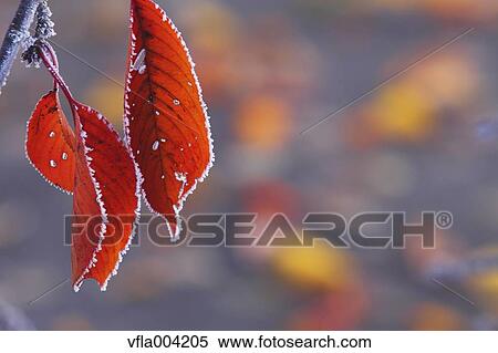 Autumn leaves View Large Photo Image Stock Photography - Autumn leaves. Fotosearch