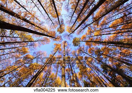 Autumn leaves View Large Photo Image Stock Photography - Autumn leaves. Fotosearch