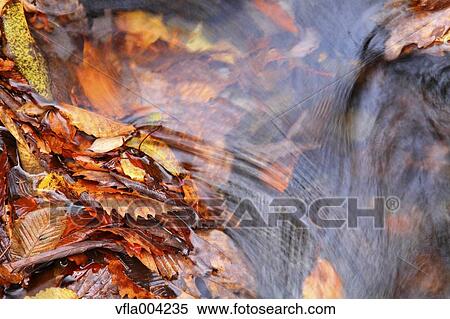 Stock Photography - Autumn leaves. Fotosearch