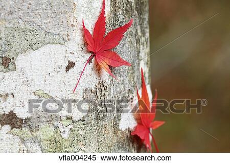 Stock Photography - Autumn leaves. Fotosearch