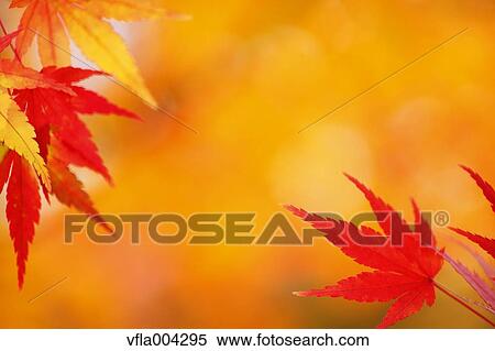 Stock Photography - Autumn leaves. Fotosearch