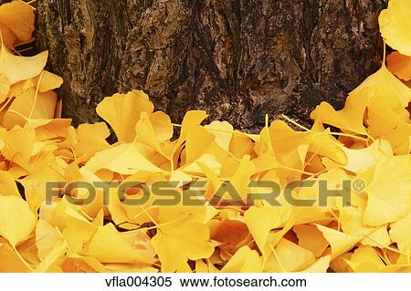 Stock Photography - Autumn leaves. Fotosearch