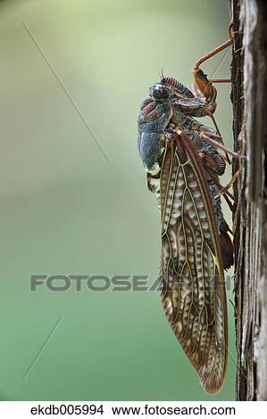 Balm cricket View Large Photo Image Picture - Balm cricket. Fotosearch