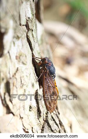Balm cricket View Large Photo Image Picture - Balm cricket. Fotosearch