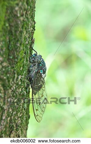 Balm cricket View Large Photo Image Stock Image - Balm cricket. Fotosearch