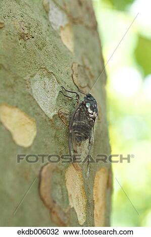 Balm cricket View Large Photo Image Stock Image - Balm cricket. Fotosearch