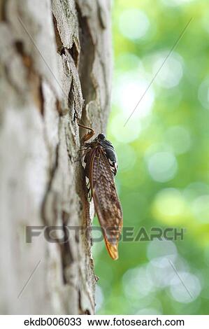 Stock Image - Balm cricket. Fotosearch