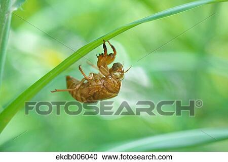 Balm cricket View Large Photo Image Stock Image - Balm cricket. Fotosearch