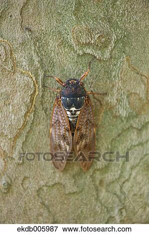 Stock Photo - Balm cricket. Fotosearch