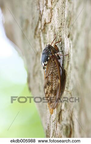 Balm cricket View Large Photo Image Stock Photo - Balm cricket. Fotosearch