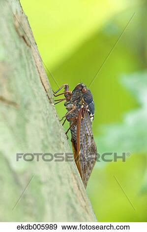 Balm cricket View Large Photo Image Stock Photo - Balm cricket. Fotosearch