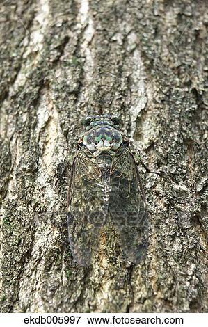 Balm cricket View Large Photo Image Stock Photo - Balm cricket. Fotosearch
