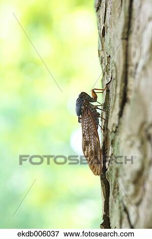 Stock Photo - Balm cricket. Fotosearch