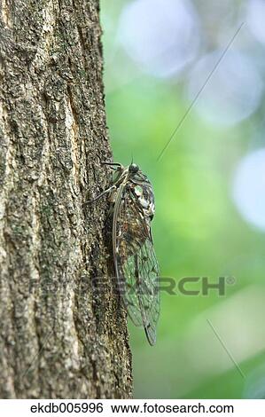Balm cricket View Large Photo Image Stock Photograph - Balm cricket. Fotosearch