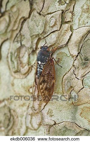 Balm cricket View Large Photo Image Stock Photograph - Balm cricket. Fotosearch