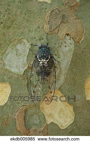 Balm cricket View Large Photo Image Stock Photography - Balm cricket. Fotosearch