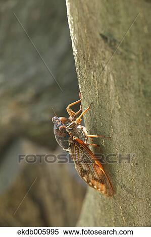 Balm cricket View Large Photo Image Stock Photography - Balm cricket. Fotosearch