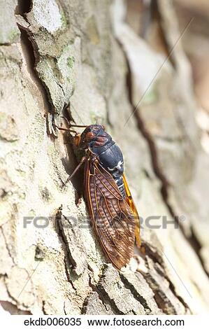 Balm cricket View Large Photo Image Stock Photography - Balm cricket. Fotosearch