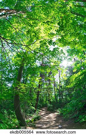 Bandai Asahi National Park, Fukushima Prefecture, Japan View Large Photo Image Picture - Bandai Asahi National Park, Fukushima Prefecture, Japan. Fotosearch