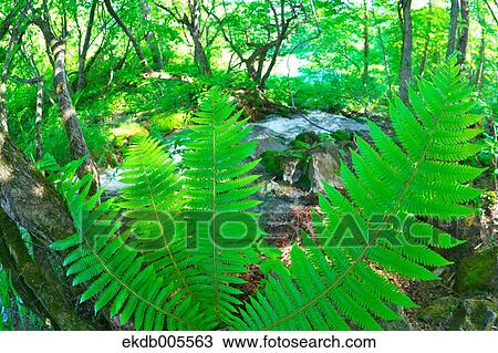 Bandai Asahi National Park, Fukushima Prefecture, Japan View Large Photo Image Stock Image - Bandai Asahi National Park, Fukushima Prefecture, Japan. Fotosearch