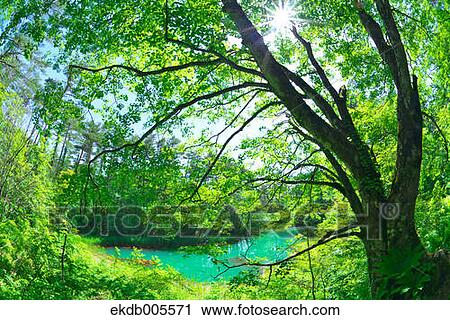 Bandai Asahi National Park, Fukushima Prefecture, Japan View Large Photo Image Stock Image - Bandai Asahi National Park, Fukushima Prefecture, Japan. Fotosearch