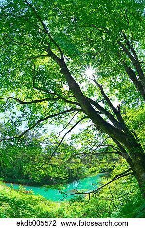 Bandai Asahi National Park, Fukushima Prefecture, Japan View Large Photo Image Stock Image - Bandai Asahi National Park, Fukushima Prefecture, Japan. Fotosearch